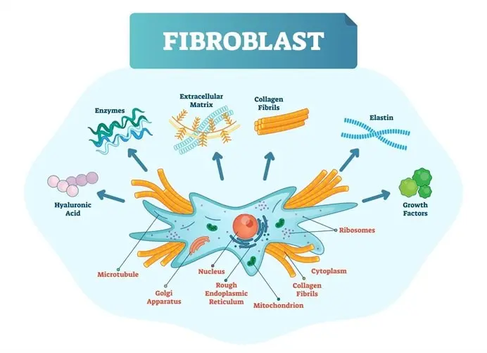Schéma du fibroblaste : cellule productrice de collagène, élastine et acide hyaluronique — traitement Plasma Pen Marignane